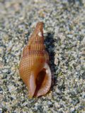 Colubraria&nbsp;reticulata